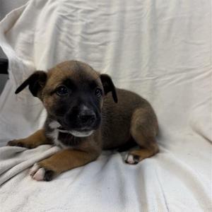 Briar, Shepherd, puppy, available for adoption