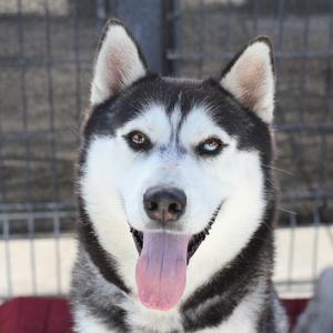 Domino, Husky, available for adoption
