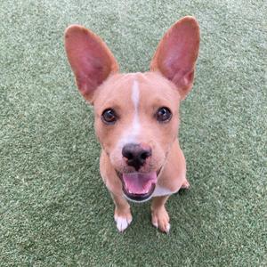 A brown dog with large ears and a white patch on its face is sitting on green grass, looking up with its mouth open and tongue out.