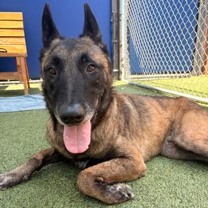 Ace, Malinois, Belgian, adult, available for adoption