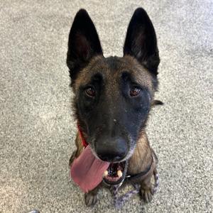 Ace, Malinois, Belgian, adult, available for adoption