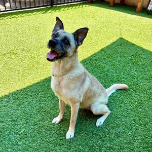 Erie, Terrier, available for adoption