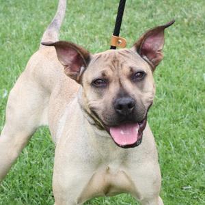 A tan pit bull mix dog with large ears stands on grass with its mouth open and tongue out.
