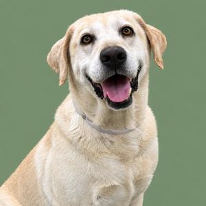 A happy yellow Labrador Retriever with a black nose and floppy ears, wearing a collar, against a green background.