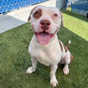 Bambi, Terrier, Pit Bull, adult, available for adoption