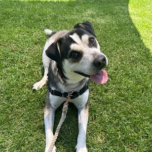 Declan, Shepherd, German, adult, available for adoption