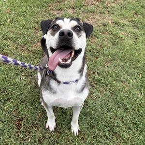 A happy dog with a black and white coat, wearing a purple collar and leash, standing on grass with its tongue out.
