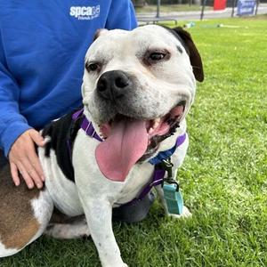 Bautista, Terrier, Pit Bull, adult, available for adoption