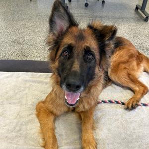Dakota, Shepherd, German, adult, available for adoption