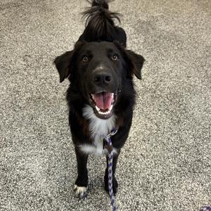 Dylan, Collie, Border, young, available for adoption