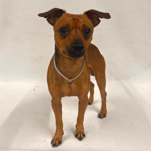 Carmelo, Chihuahua, adult, available for adoption
