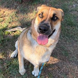 Bo Jones, Shepherd, young, available for adoption