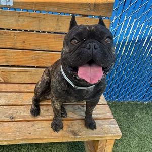 Dumpling, Bulldog, French, adult, available for adoption
