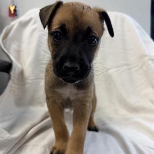 Branch, Shepherd, puppy, available for adoption