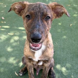 A brown and black dog with floppy ears sitting on a green surface.