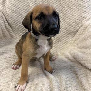a brown and black puppy sitting on a beige blanket
