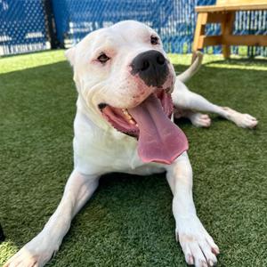 Cane, Dogo Argentino, adult, available for adoption
