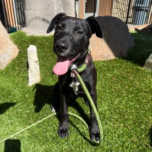 Arya, Retriever, Black Labrador, young, available for adoption