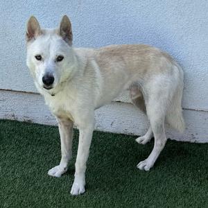 Banana, Husky, adult, available for adoption