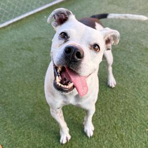A happy white and brown dog with its tongue out, standing on green artificial turf.