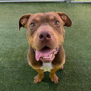 A brown dog with a white patch on its chest, sitting on green artificial turf and looking up with its tongue out.