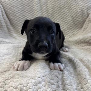 Forrest, Shepherd, puppy, available for adoption