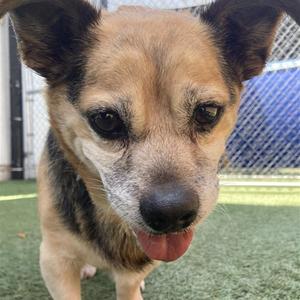 Charlie, Beagle, available for adoption