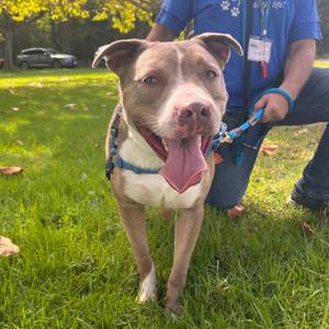 Eaton, Terrier, American Pit Bull, adult, available for adoption