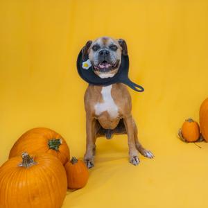 A dog wearing a black collar with a pumpkin design, sitting on a yellow background with pumpkins around it.