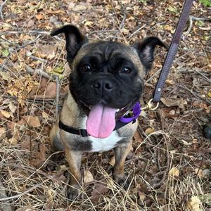 Diem, Pug, adult, available for adoption