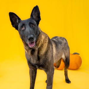 A brown and black dog standing on a yellow background with a pumpkin behind it.