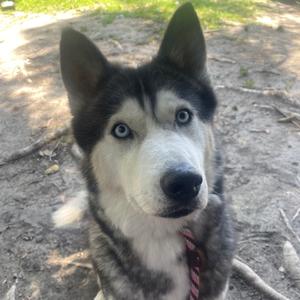 A close-up of a husky dog with striking blue eyes, sitting outdoors on a dirt path with greenery in the background.