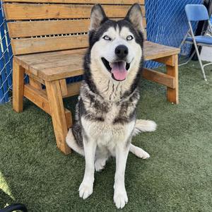 Bella, Husky, adult, available for adoption