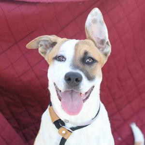 Bailey, Terrier, Pit Bull, young, available for adoption