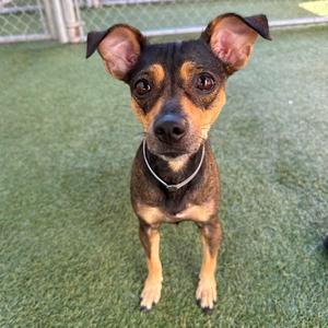 A small brown and black dog with large ears and a white collar standing on green artificial grass.