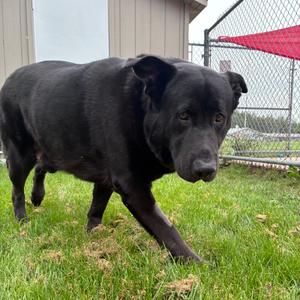 Buckley, Retriever, Black Labrador, adult, available for adoption