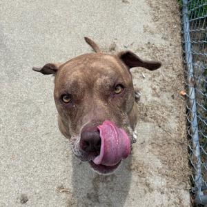 a brown dog with its tongue out, standing on a concrete surface near a chain-link fence