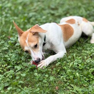 Earth (Opie), Shiba Inu, available for adoption