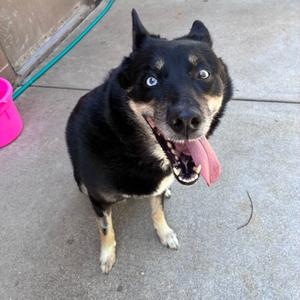 Mya, Husky, adult, available for adoption