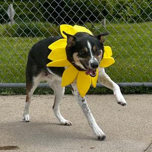 Larry, Cattle Dog, Australian (Blue Heeler), adult, available for adoption