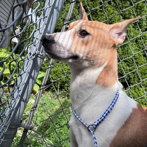 Mercury, Shiba Inu, available for adoption