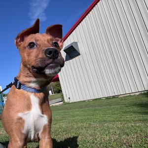 Spongebob, Mixed Breed (Large), puppy, available for adoption