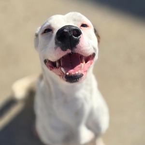 A white pit bull dog with its mouth open and tongue out, looking up at the camera with a happy expression.