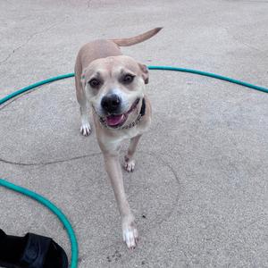 A happy dog standing on a concrete surface with a green garden hose coiled around it.