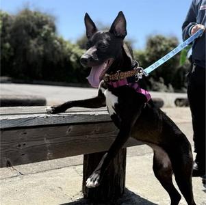 MYSTIQUE, Smooth Fox Terrier, young, available for adoption
