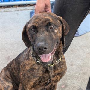 BOWIE, Great Dane / Labrador Retriever, young, available for adoption