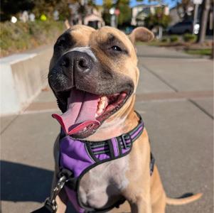CHARM, American Staffordshire Terrier, adult, available for adoption