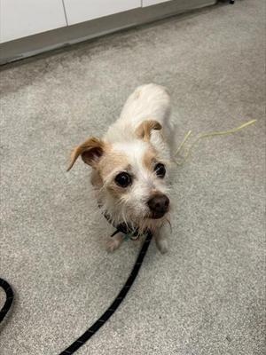 A small white dog with brown patches on its ears and face, wearing a black collar and leash, standing on a gray carpeted floor.