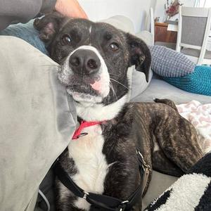SPUDZ, Pit Bull Terrier, adult, available for adoption