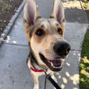APPLEJACK, German Shepherd Dog, adult, available for adoption